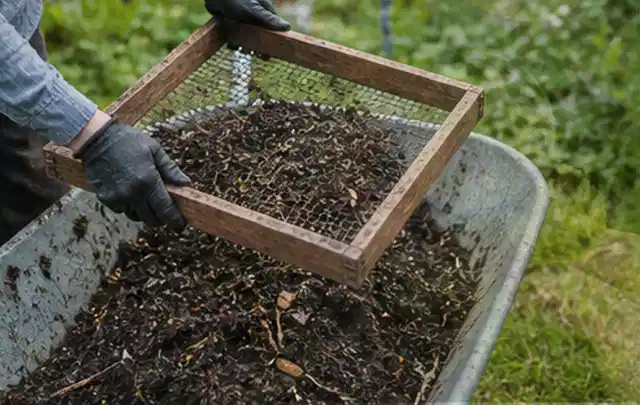 Behandschuhte Hände sieben reifen Kompost über einer Gartenschubkarre; Thema Petersilie, Schwerpunkt Hochbeet; Umsetzung.