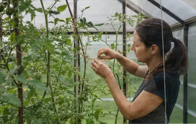 Person bindet junge Tomatentriebe in einem privaten Gewächshaus vorsichtig an; Thema Petersilie, Schwerpunkt Nährstoffe; Umsetzung.