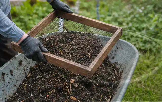Behandschuhte Hände sieben reifen Kompost über einer Gartenschubkarre; Thema Petersilie, Schwerpunkt Nährstoffe; Kontrolle.