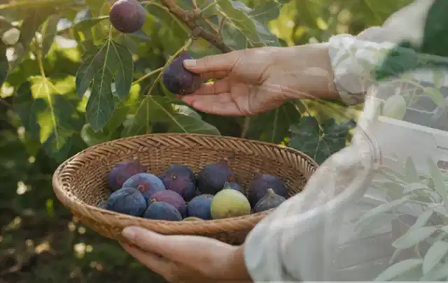 Hand pflückt eine reife Feige über einem flachen Korb mit Früchten; Thema Petersilie, Schwerpunkt Pflanzung; Kontrolle.