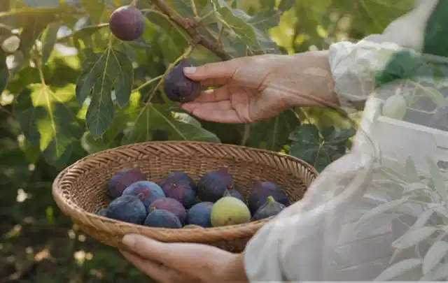 Hand pflückt eine reife Feige über einem flachen Korb mit Früchten; Thema Petersilie, Schwerpunkt Saisonkalender; Kontrolle.