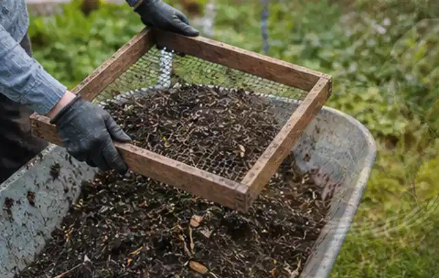 Behandschuhte Hände sieben reifen Kompost über einer Gartenschubkarre; Thema Petersilie, Schwerpunkt Schnitt; Ausgangslage.