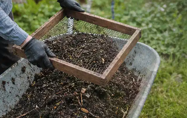 Behandschuhte Hände sieben reifen Kompost über einer Gartenschubkarre; Thema Petersilie, Schwerpunkt Standort; Praxisalltag.