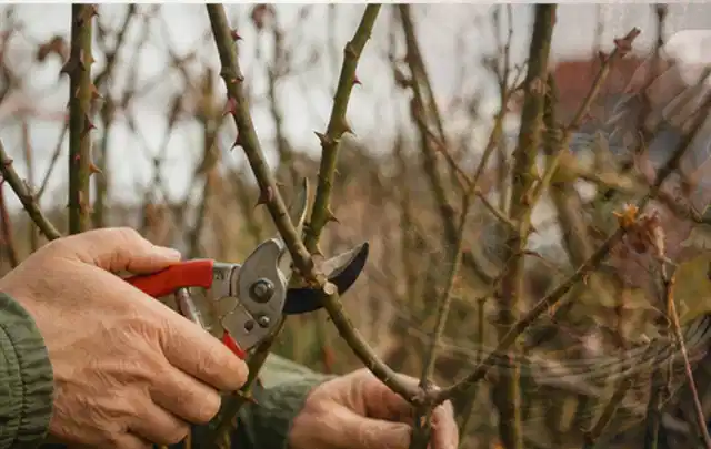Hände schneiden einen älteren Rosenstrauch mit einer sauberen Gartenschere; Thema Petunien, Schwerpunkt Bewässerung; Kontrolle.