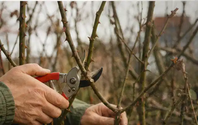 Hände schneiden einen älteren Rosenstrauch mit einer sauberen Gartenschere; Thema Petunien, Schwerpunkt Blumen; Kontrolle.