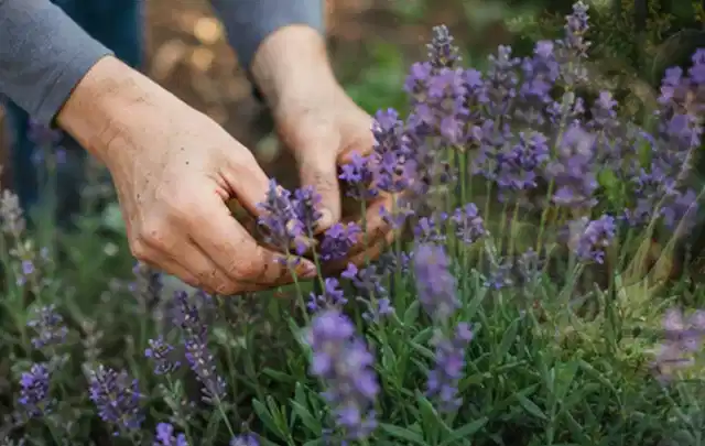 Hände pflegen blühenden Lavendel in einem natürlich angelegten Gartenbeet; Thema Petunien, Schwerpunkt Düngung; Kontrolle.