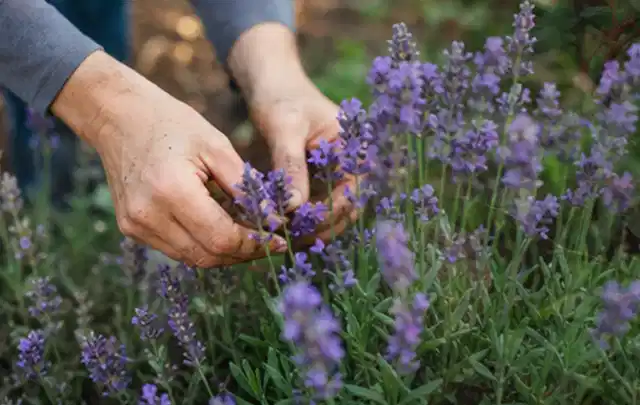 Hände pflegen blühenden Lavendel in einem natürlich angelegten Gartenbeet; Thema Petunien, Schwerpunkt Fehlerhilfe; Kontrolle.