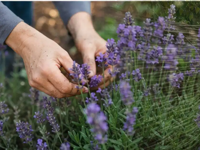Hände pflegen blühenden Lavendel in einem natürlich angelegten Gartenbeet; Thema Petunien, Schwerpunkt Gartenpraxis; Titelbild.