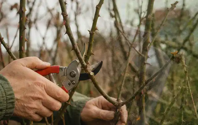 Hände schneiden einen älteren Rosenstrauch mit einer sauberen Gartenschere; Thema Petunien, Schwerpunkt Gartenpraxis; Umsetzung.