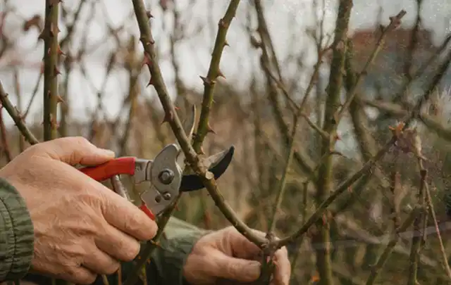 Hände schneiden einen älteren Rosenstrauch mit einer sauberen Gartenschere; Thema Petunien, Schwerpunkt Jahrespflege; Ausgangslage.