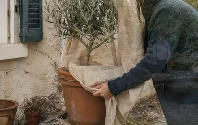 Person umhüllt eine mediterrane Kübelpflanze mit atmungsaktivem Winterschutz; Thema Petunien, Schwerpunkt Kaufberatung; Kontrolle.