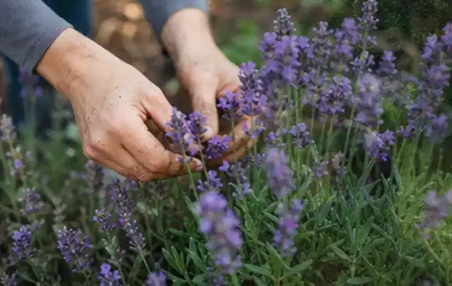 Hände pflegen blühenden Lavendel in einem natürlich angelegten Gartenbeet; Thema Petunien, Schwerpunkt Kaufberatung; Praxisalltag.