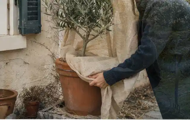 Person umhüllt eine mediterrane Kübelpflanze mit atmungsaktivem Winterschutz; Thema Petunien, Schwerpunkt Pflanzenschutz; Umsetzung.
