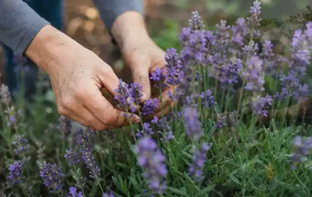 Hände pflegen blühenden Lavendel in einem natürlich angelegten Gartenbeet; Thema Petunien, Schwerpunkt Pflanzenschutz; Praxisalltag.