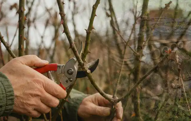 Hände schneiden einen älteren Rosenstrauch mit einer sauberen Gartenschere; Thema Petunien, Schwerpunkt Pflanzpartner; Ausgangslage.