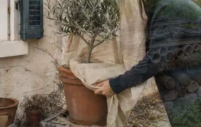 Person umhüllt eine mediterrane Kübelpflanze mit atmungsaktivem Winterschutz; Thema Petunien, Schwerpunkt Problemlösung; Kontrolle.
