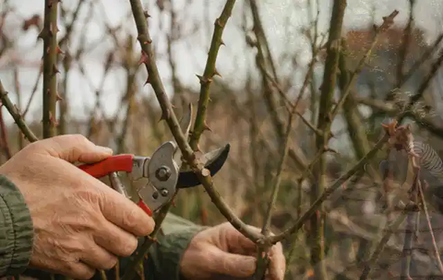 Hände schneiden einen älteren Rosenstrauch mit einer sauberen Gartenschere; Thema Petunien, Schwerpunkt Problemlösung; Ergebnis.