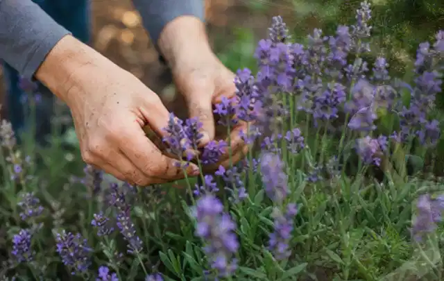 Hände pflegen blühenden Lavendel in einem natürlich angelegten Gartenbeet; Thema Petunien, Schwerpunkt Rückschnitt; Umsetzung.