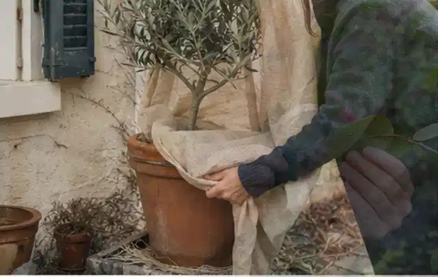 Person umhüllt eine mediterrane Kübelpflanze mit atmungsaktivem Winterschutz; Thema Petunien, Schwerpunkt Rückschnitt; Kontrolle.