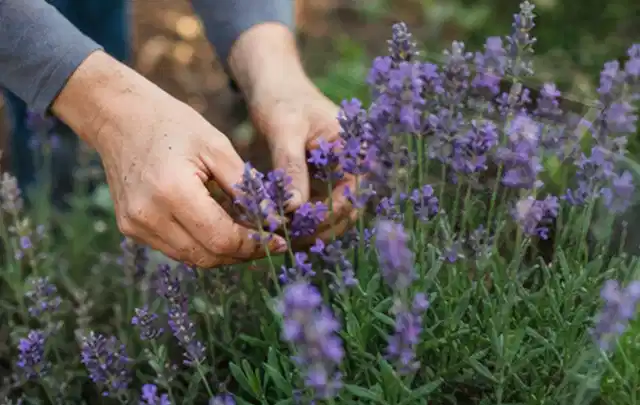 Hände pflegen blühenden Lavendel in einem natürlich angelegten Gartenbeet; Thema Petunien, Schwerpunkt Sortenwahl; Umsetzung.