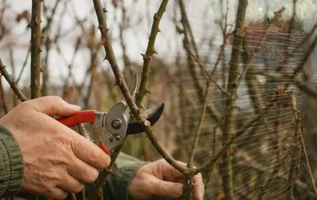 Hände schneiden einen älteren Rosenstrauch mit einer sauberen Gartenschere; Thema Petunien, Schwerpunkt Standort; Umsetzung.