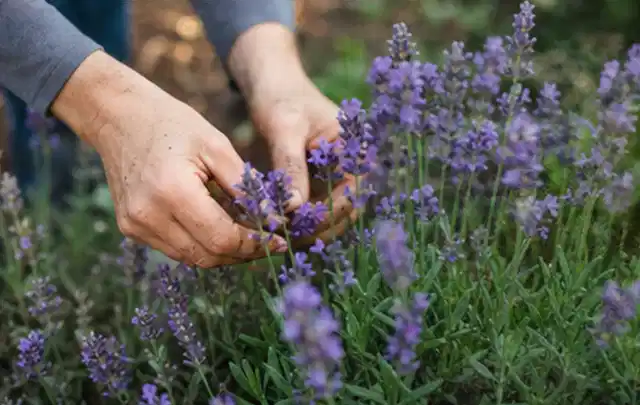 Hände pflegen blühenden Lavendel in einem natürlich angelegten Gartenbeet; Thema Petunien, Schwerpunkt Topfkultur; Umsetzung.