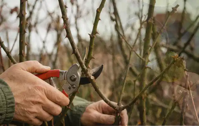 Hände schneiden einen älteren Rosenstrauch mit einer sauberen Gartenschere; Thema Petunien, Schwerpunkt Vermehrung; Kontrolle.