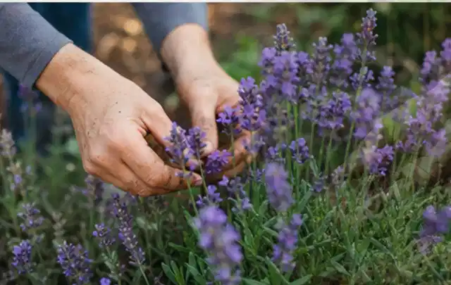 Hände pflegen blühenden Lavendel in einem natürlich angelegten Gartenbeet; Thema Petunien, Schwerpunkt Vermehrung; Praxisalltag.