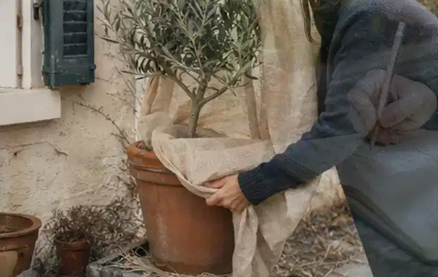 Person umhüllt eine mediterrane Kübelpflanze mit atmungsaktivem Winterschutz; Thema Petunien, Schwerpunkt Wachstum; Kontrolle.