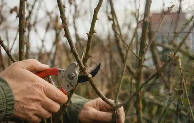 Hände schneiden einen älteren Rosenstrauch mit einer sauberen Gartenschere; Thema Petunien, Schwerpunkt Winterpflege; Umsetzung.