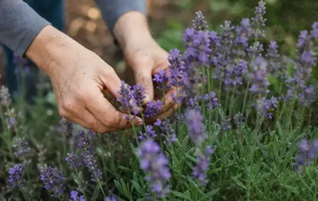 Hände pflegen blühenden Lavendel in einem natürlich angelegten Gartenbeet; Thema Petunien, Schwerpunkt Winterpflege; Praxisalltag.