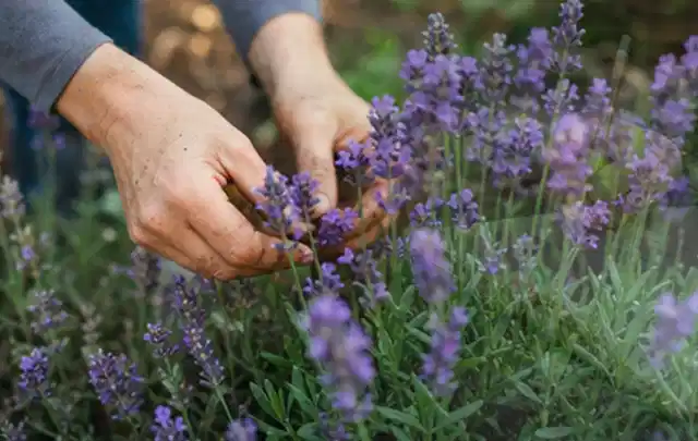 Hände pflegen blühenden Lavendel in einem natürlich angelegten Gartenbeet; Thema Pfingstrosen, Schwerpunkt Bewässerung; Praxisalltag.
