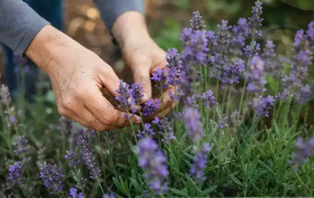 Hände pflegen blühenden Lavendel in einem natürlich angelegten Gartenbeet; Thema Pfingstrosen, Schwerpunkt Blumen; Umsetzung.
