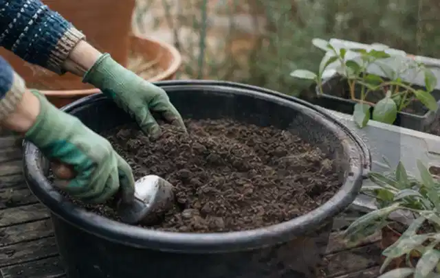 Behandschuhte Hände bereiten lockere Pflanzerde in einem großen Kübel vor; Thema Pfingstrosen, Schwerpunkt Boden; Umsetzung.