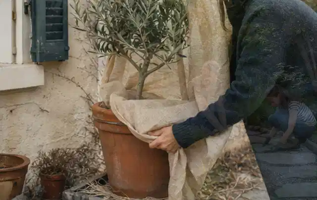 Person umhüllt eine mediterrane Kübelpflanze mit atmungsaktivem Winterschutz; Thema Pfingstrosen, Schwerpunkt Boden; Kontrolle.