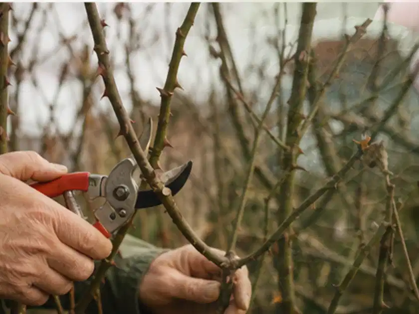Hände schneiden einen älteren Rosenstrauch mit einer sauberen Gartenschere; Thema Pfingstrosen, Schwerpunkt Düngung; Titelbild.
