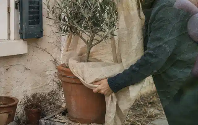 Person umhüllt eine mediterrane Kübelpflanze mit atmungsaktivem Winterschutz; Thema Pfingstrosen, Schwerpunkt Düngung; Ausgangslage.