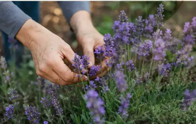 Hände pflegen blühenden Lavendel in einem natürlich angelegten Gartenbeet; Thema Pfingstrosen, Schwerpunkt Fehlerhilfe; Umsetzung.