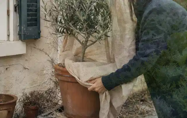 Person umhüllt eine mediterrane Kübelpflanze mit atmungsaktivem Winterschutz; Thema Pfingstrosen, Schwerpunkt Gartenpraxis; Ausgangslage.