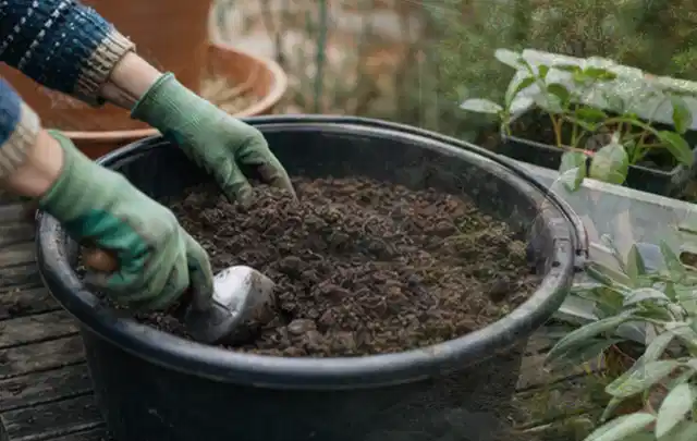 Behandschuhte Hände bereiten lockere Pflanzerde in einem großen Kübel vor; Thema Pfingstrosen, Schwerpunkt Gartenpraxis; Kontrolle.