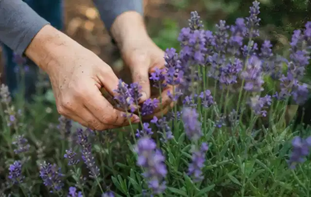Hände pflegen blühenden Lavendel in einem natürlich angelegten Gartenbeet; Thema Pfingstrosen, Schwerpunkt Gartenpraxis; Praxisalltag.