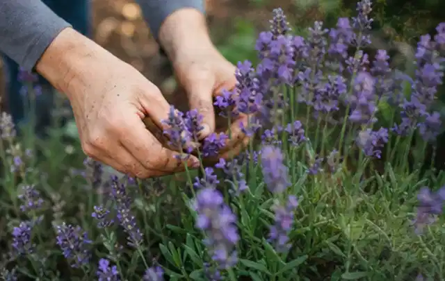Hände pflegen blühenden Lavendel in einem natürlich angelegten Gartenbeet; Thema Pfingstrosen, Schwerpunkt Jahrespflege; Umsetzung.