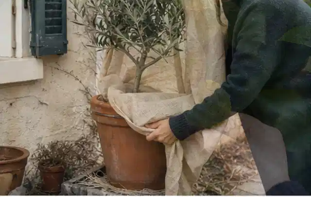 Person umhüllt eine mediterrane Kübelpflanze mit atmungsaktivem Winterschutz; Thema Pfingstrosen, Schwerpunkt Jahrespflege; Kontrolle.