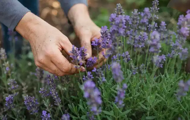 Hände pflegen blühenden Lavendel in einem natürlich angelegten Gartenbeet; Thema Pfingstrosen, Schwerpunkt Kaufberatung; Ergebnis.
