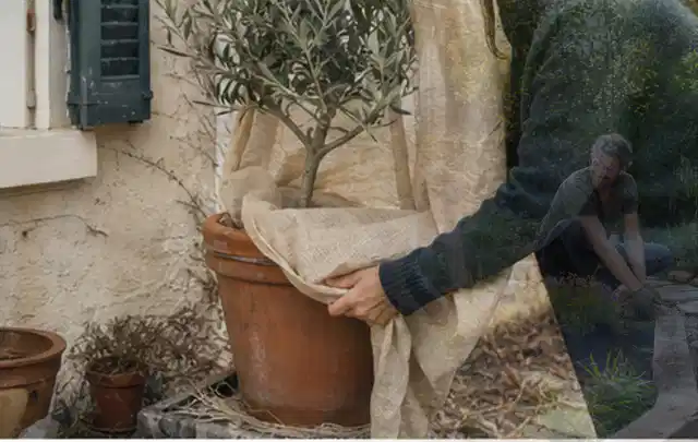 Person umhüllt eine mediterrane Kübelpflanze mit atmungsaktivem Winterschutz; Thema Pfingstrosen, Schwerpunkt Pflanzpartner; Umsetzung.