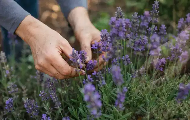 Hände pflegen blühenden Lavendel in einem natürlich angelegten Gartenbeet; Thema Pfingstrosen, Schwerpunkt Pflanzpartner; Ergebnis.