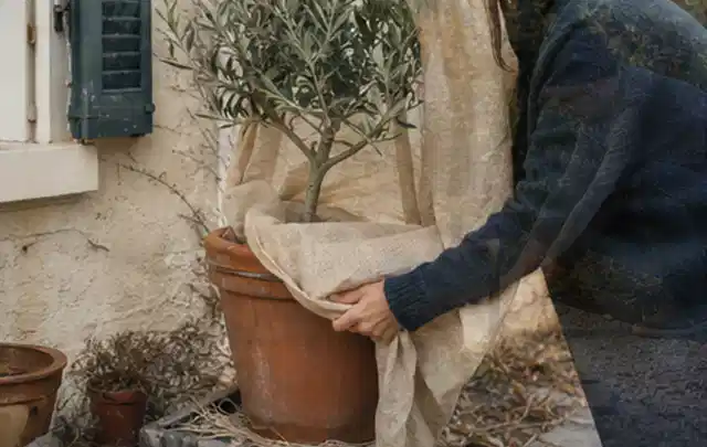 Person umhüllt eine mediterrane Kübelpflanze mit atmungsaktivem Winterschutz; Thema Pfingstrosen, Schwerpunkt Rückschnitt; Kontrolle.