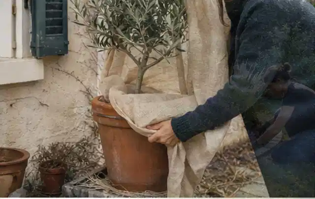 Person umhüllt eine mediterrane Kübelpflanze mit atmungsaktivem Winterschutz; Thema Pfingstrosen, Schwerpunkt Sortenwahl; Ausgangslage.
