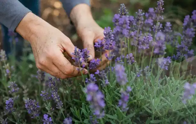 Hände pflegen blühenden Lavendel in einem natürlich angelegten Gartenbeet; Thema Pfingstrosen, Schwerpunkt Sortenwahl; Umsetzung.