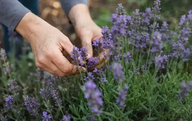 Hände pflegen blühenden Lavendel in einem natürlich angelegten Gartenbeet; Thema Pfingstrosen, Schwerpunkt Vermehrung; Ausgangslage.